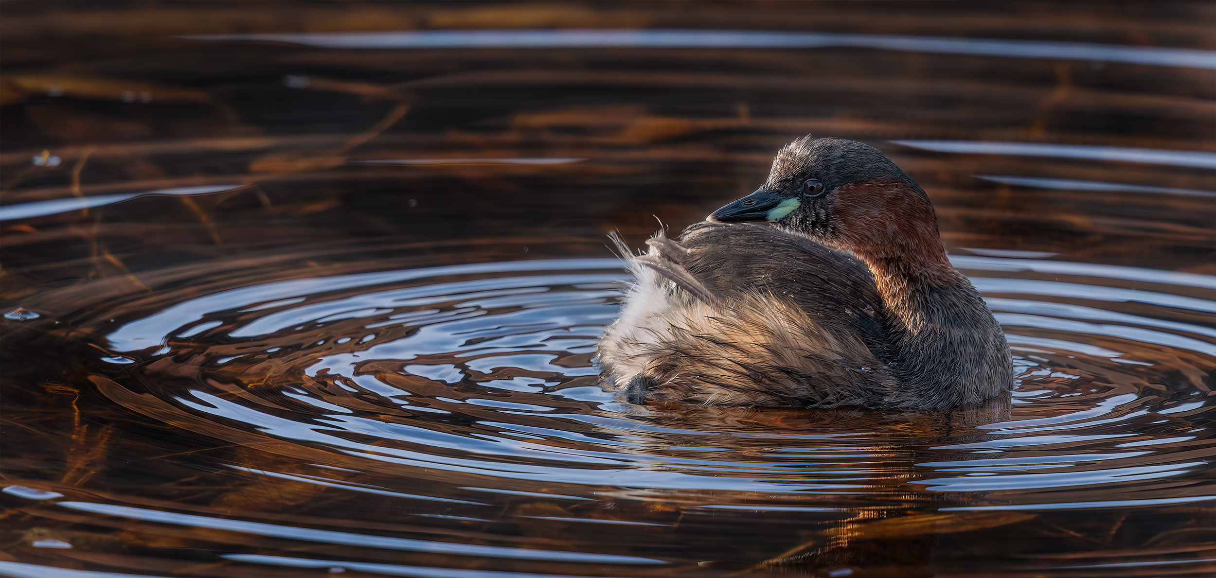 Tachybaptus ruficollis